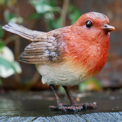 Robin