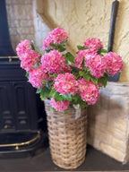 Snowball Viburnum Dark Pink